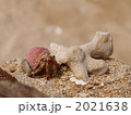 ピンク殻のヤドカリ