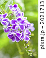 デュランタの花のアップ