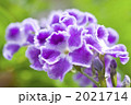デュランタの花のアップ