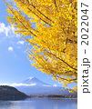 イチョウと富士山-7743