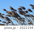 2022194