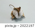 2022197