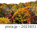 北海道の晩秋の自然林