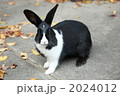 白黒うさぎ
