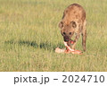 ナクル湖でフラミンゴを捕食するハイエナ