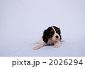 2026294