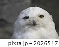 シロフクロウ