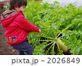 大根を抜く子供