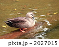 カルガモ