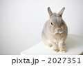 白背景ネザーランドドワーフ　うさぎ