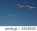 タンチョウと青空