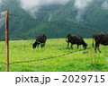 牧場の有刺鉄線