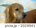 2029941