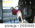 盲導犬