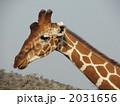 サンブルのアミメキリン　１