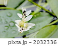 キボウホウヒルムシロ
