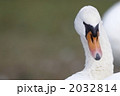 白鳥