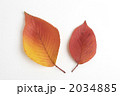 紅葉した桜の葉