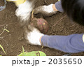 芋掘り