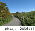 牧草地沿いの道