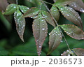 素材ナンバー 2036573 : 「無題」 素材ナンバー 2036573 : 「無題」