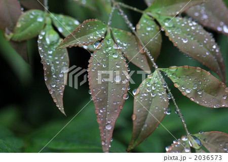 葉 雨上がり 植物