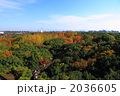 万博記念公園の森