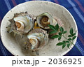サザエ