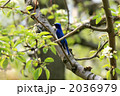 オオルリ