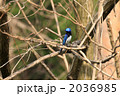 オオルリ