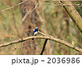 オオルリ