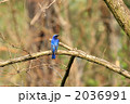 オオルリ