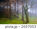 霧の枯れ木
