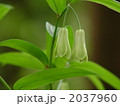05月　ホウチャクソウ・ユリ科04