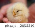 ヒヨコ
