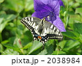 ききょうの花にとまるアゲハチョウ