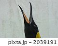 ペンギン
