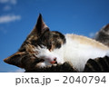 青空と三毛猫