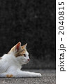 三毛猫黒バック