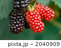 ブラックベリー