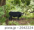 2042224