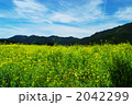 大原三千院　菜の花の里
