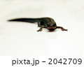 アカハライモリ