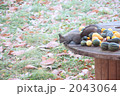 エゾリス