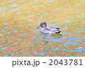 紅葉の水面とコガモ。