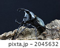 モーレンカンプオオカブト