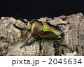 ニジイロクワガタ