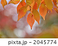 2045774
