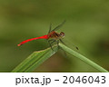 マユタテアカネのオス