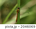 ヒメアカネの未成熟オス